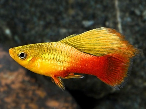 Пецилия Санрайз флаговая (Platy Sunrise Sailfin)