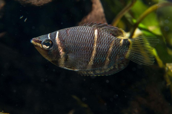 Гурами шоколадный / Сферихтис (Sphaerichthys osphromenoides)