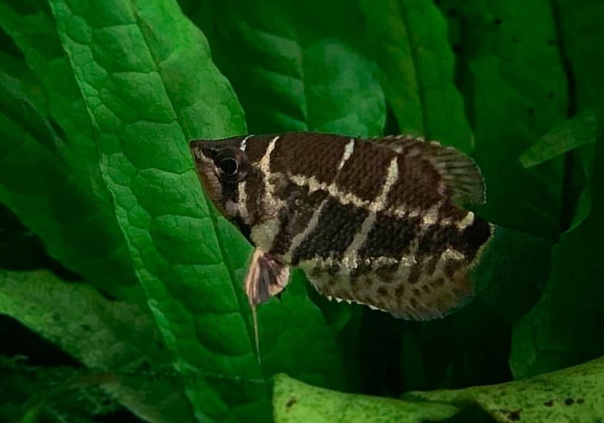 Гурами шоколадный / Сферихтис (Sphaerichthys osphromenoides)
