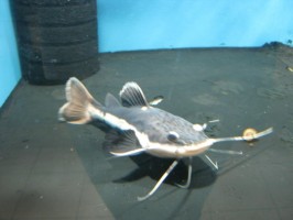 Краснохвостый сом (Phractocephalus hemioliopterus)