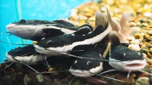 Краснохвостый сом (Phractocephalus hemioliopterus)