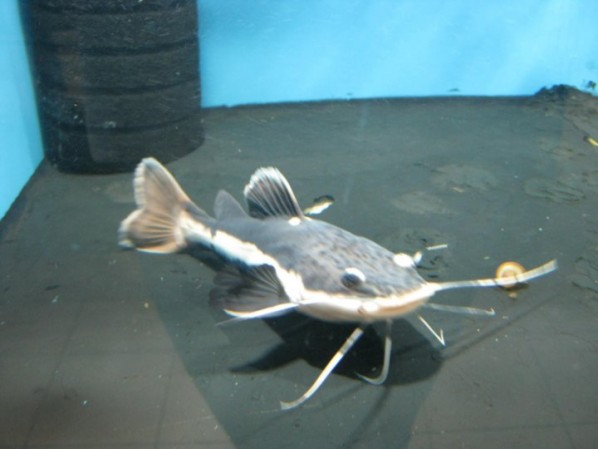 Краснохвостый сом (Phractocephalus hemioliopterus)