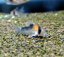 Коридорас Адольфо (Corydoras adolfoi)