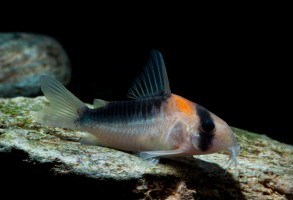 Коридорас Адольфо (Corydoras adolfoi)