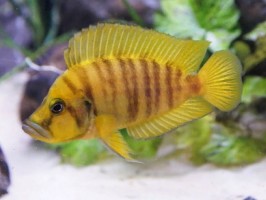 Альтолампрологус кальвус желтый (Altolamprologus calvus "Yellow")
