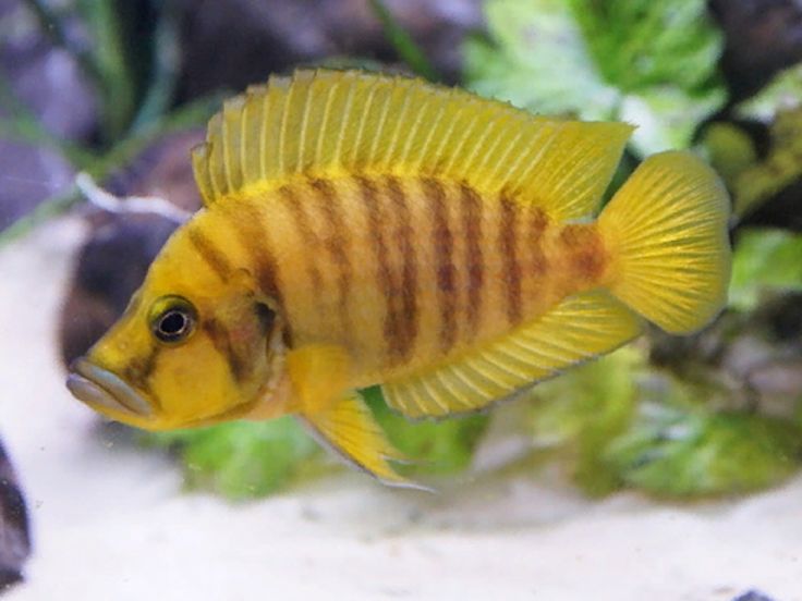 Альтолампрологус кальвус желтый (Altolamprologus calvus "Yellow")