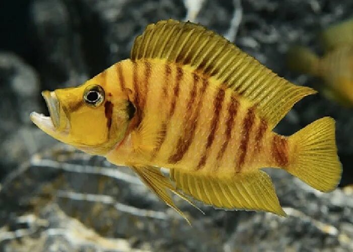 Альтолампрологус кальвус желтый (Altolamprologus calvus "Yellow")