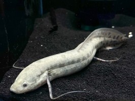 Протоптер мраморный (Protopterus aethiopicus)