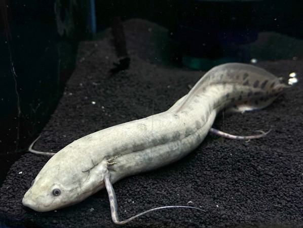 Протоптер мраморный (Protopterus aethiopicus)