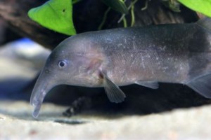 Рыба-слон нильская (Gnathonemus petersii)