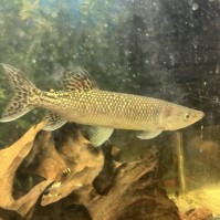Щука африканская (Hepsetus odoe)