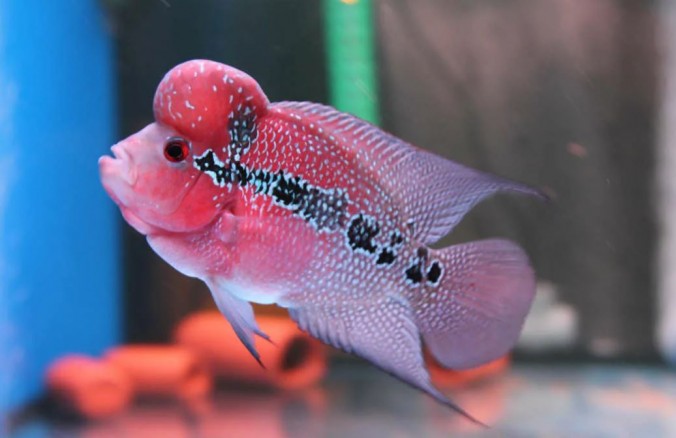 Фловер Хорн (Flowerhorn)