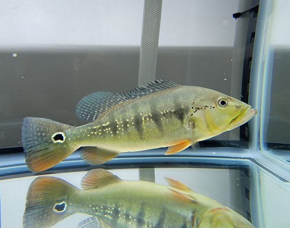 Цихла Интермедиа (Cichla Intermedia)