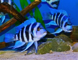 Цихлида Фронтоза Блю Пимба (Cyphotilapia frontosa Blue Mpimbwe) в интернет-магазине Плавник Шоп