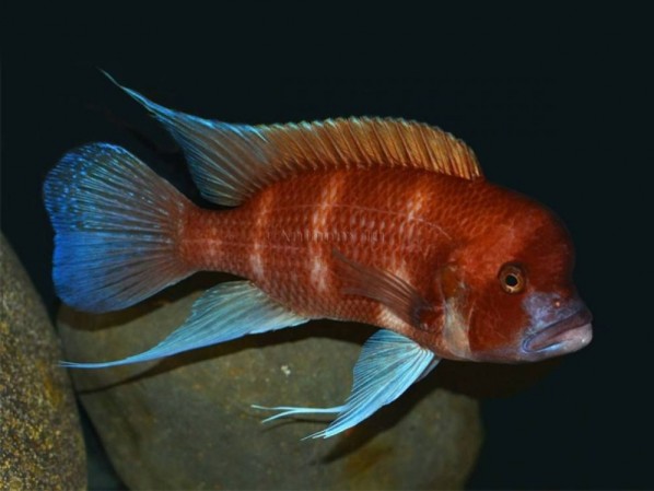 Красная Фронтоза Cyphotilapia frontosa Red аквариумная рыба