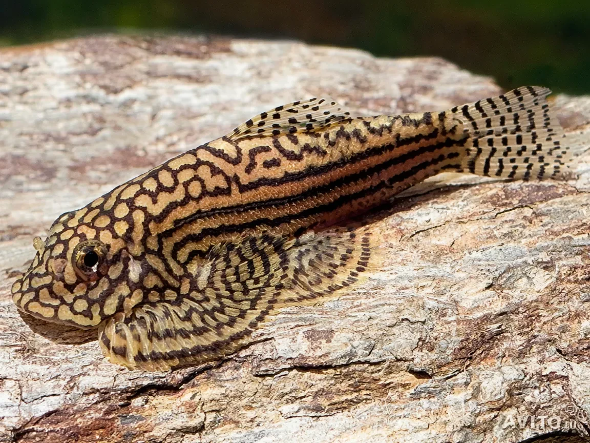 Севиллия Пятнистая Sewellia lineolata сомик псевдоскат