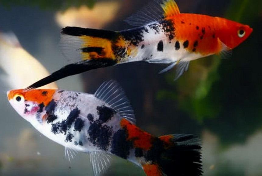 Меченосец Кои Xiphophorus helleri var Koi аквариумная рыбка трехцветная