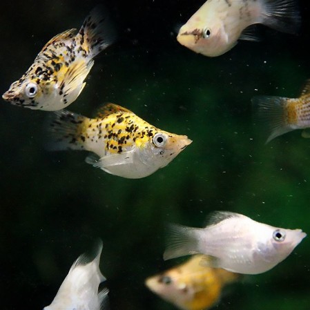 Моллинезия Баллон (Poecilia sphenops var. "Balloon")