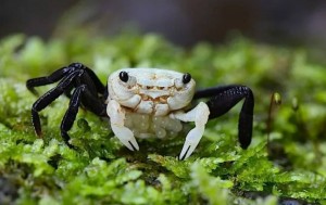 Карликовый сухопутный краб Панда Geosesarma sp Panda в палюдариуме