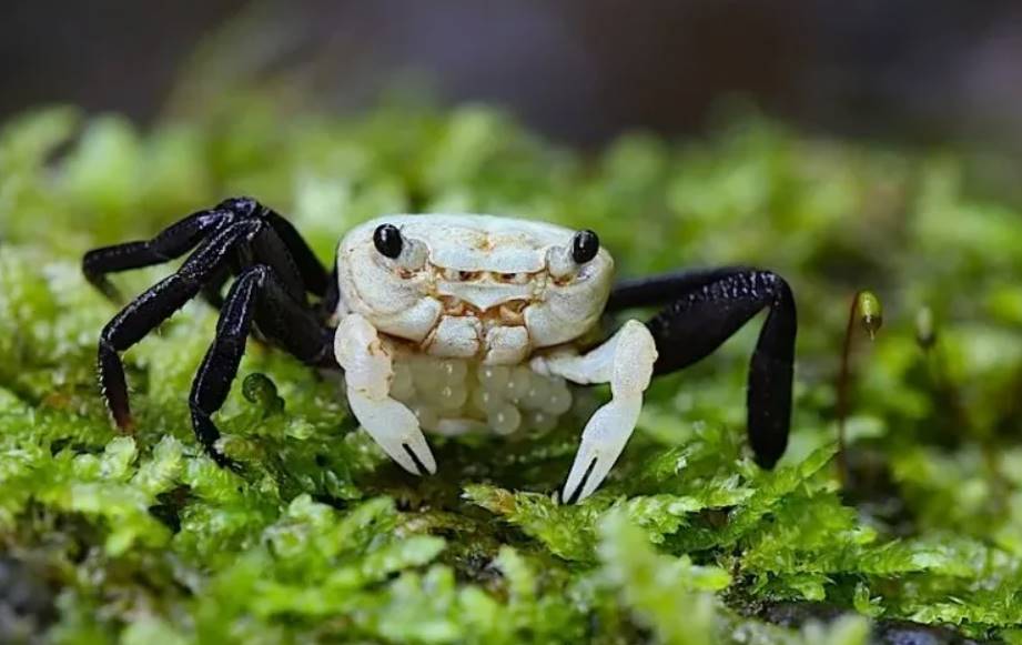 Карликовый сухопутный краб Панда Geosesarma sp Panda в палюдариуме