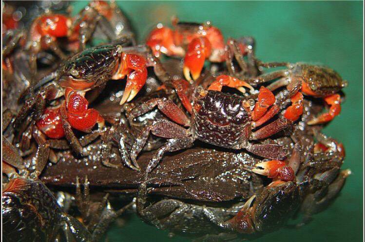 Мангровый краб (Pseudosesarma moeschii / Neosarmatium meinerti)