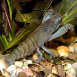 Креветка Камерунский фильтратор (Atya gabonensis)
