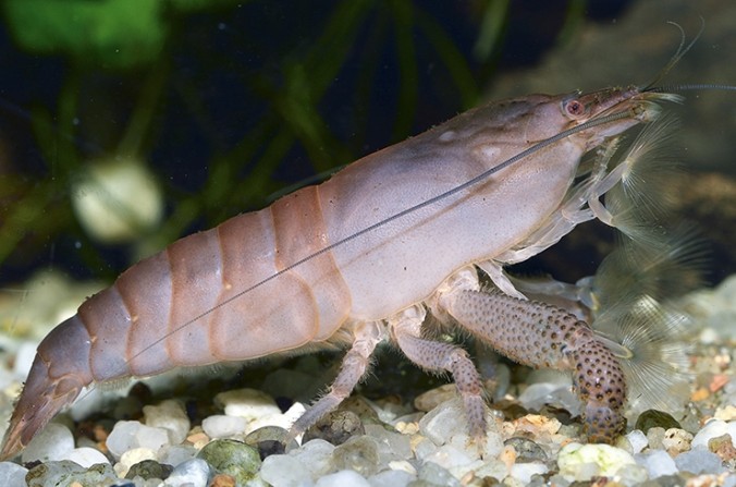 Креветка Камерунский фильтратор (Atya gabonensis)