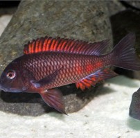 рофеус Красный Крекер Tropheus moorii Red Firecracker цихлида Танганьики