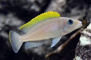 Яркие видовые признаки и окрас Neolamprologus caudopunctatus
