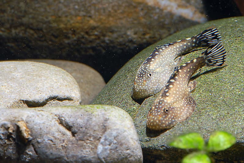 Гастромизон Ктеноцефалус (Gastromyzon ctenocephalus)