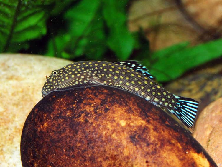 Гастромизон Ктеноцефалус Gastromyzon ctenocephalus сомик гитара псевдоскат точечный