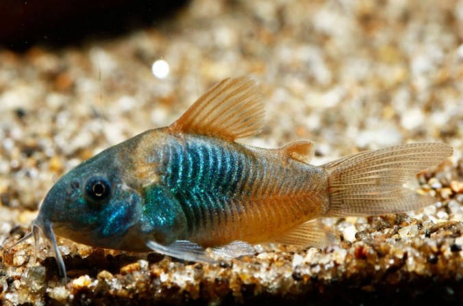 Коридорас Венесуэла Оранж (Corydoras venezuelanus "Venezuela Orange")