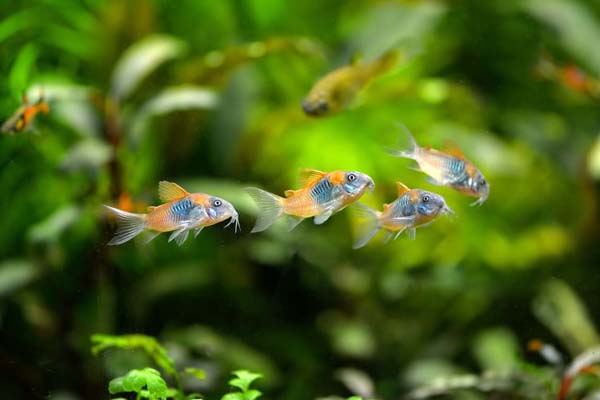 Коридорас Венесуэла Оранж (Corydoras venezuelanus "Venezuela Orange")