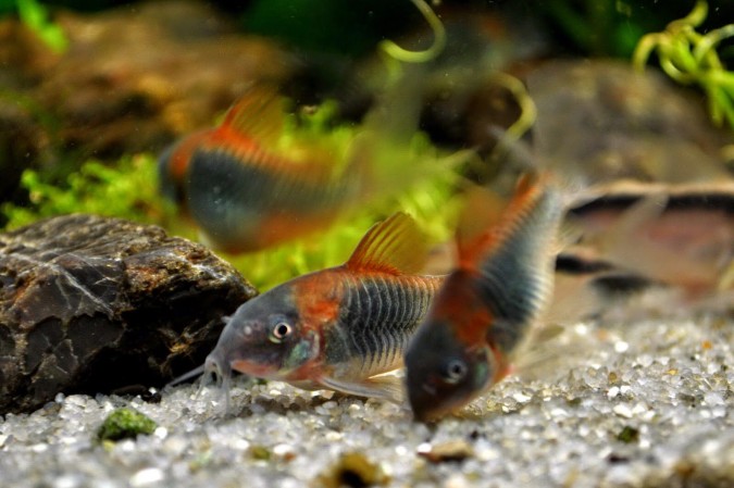Коридорас Венесуэла Оранж (Corydoras venezuelanus "Venezuela Orange")