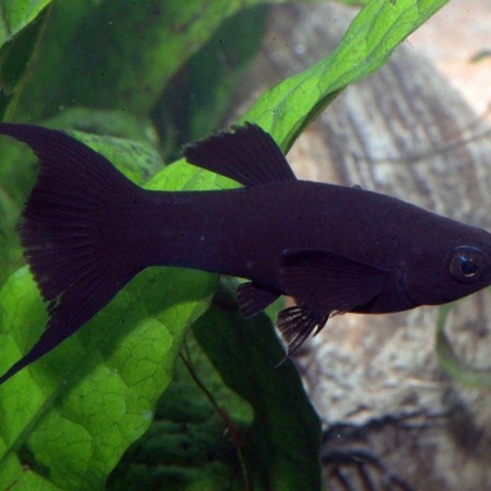 Моллинезия черная (Poecilia sphenops)