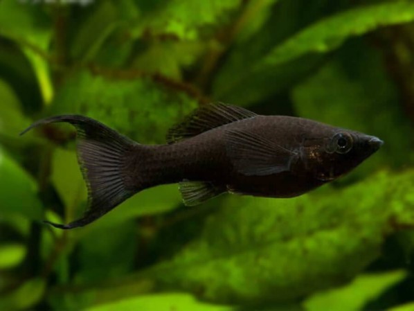 Моллинезия черная (Poecilia sphenops)
