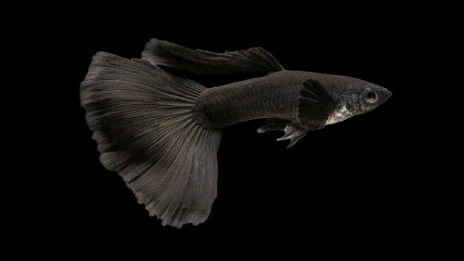 Гуппи Московский Черный (Poecilia reticulata var. Black Moscow)