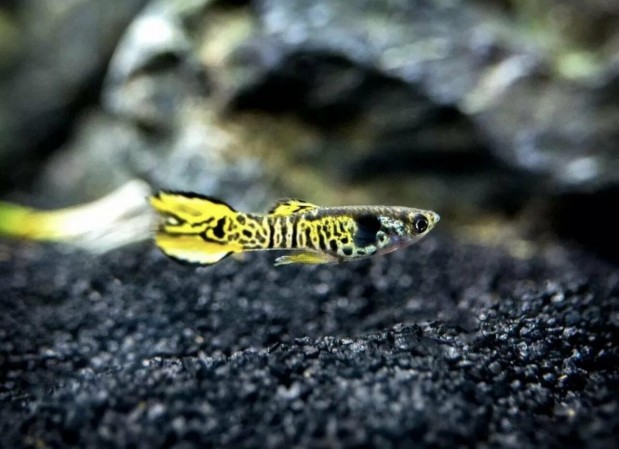 Гуппи Эндлера Тигр (Poecilia wingei var. Tiger)