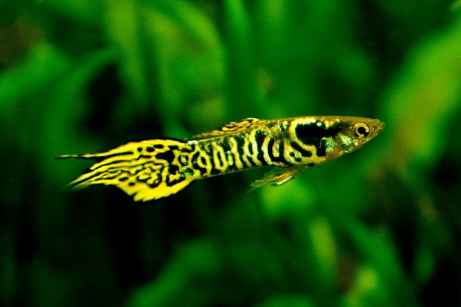 Гуппи Эндлера Тигр (Poecilia wingei var. Tiger)