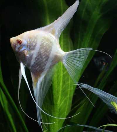 Скалярия Альбинос (Pterophyllum scalare var. Albino)