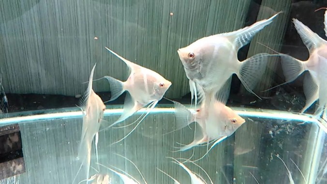 Скалярия Альбинос (Pterophyllum scalare var. Albino)