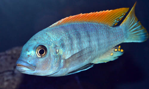 Псевдотрофеус Грешаки Айс Блю (Pseudotropheus greshakei / Metriaclima greshakei)