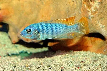 Псевдотрофеус Грешаки Айс Блю (Pseudotropheus greshakei / Metriaclima greshakei)