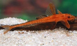 Лорикария Красная (Rineloricaria sp. L010a)