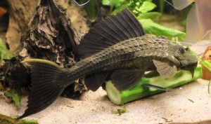 Плекостомус обыкновенный (Hypostomus plecostomus)