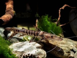 Псевдоплатистома полосатая (Pseudoplatystoma fasciatum) в каталоге ПлавникШоп