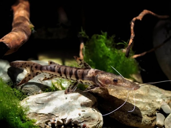 Псевдоплатистома полосатая (Pseudoplatystoma fasciatum) в каталоге ПлавникШоп
