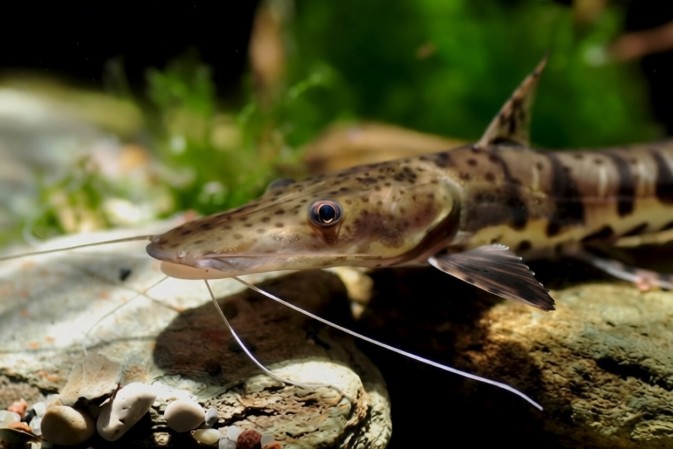 Псевдоплатистома полосатая (Pseudoplatystoma fasciatum) в каталоге ПлавникШоп