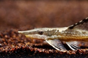 Стурисома панамская (Sturisoma panamense)