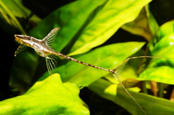 Стурисома панамская (Sturisoma panamense)